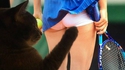 Un petit coup de patte