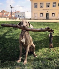 Petit, mais costaud... et opiniâtre !