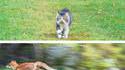 Le chat et le renard