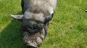Yoda est un cochon