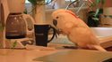C'est l'heure du café