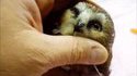 Adorable oiseau