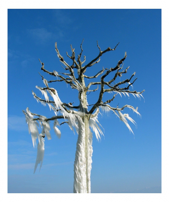 Un arbre qui s'est fait surprendre par le froid en Suisse.