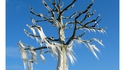Arbre gelé