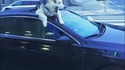 Que pourrait bien dire n°09: "Ce chien"
