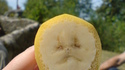 Banane qui fait la gueule