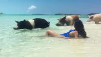 Une bande de cochons à la plage