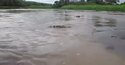 Il nourrit un alligator