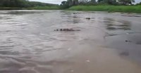 Il nourrit un alligator