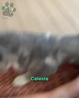 Animaux encore sous l’effet de l’anesthésie 