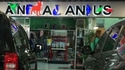 anal anus