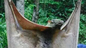 Chauve-souris géante