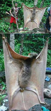 Chauve-souris géante
