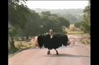 La danse de l'autruche