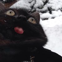 La langue au chat