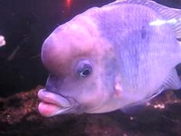 Poisson-lèvres