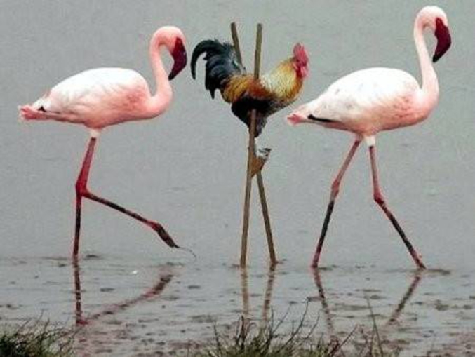 Un français essayant de se faire passer pour un belge se fait reconduire à la frontière par 2 douaniers flamands malgré un évident effort d'intégration...