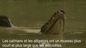 Vibration d'alligator 