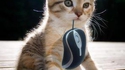 J'ai trouvé une souris !