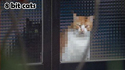 8-bit cats