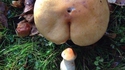 A la cuillette aux champignons