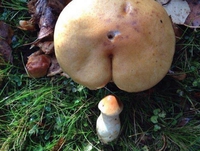 A la cuillette aux champignons