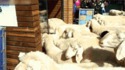 À l'abattoir ?