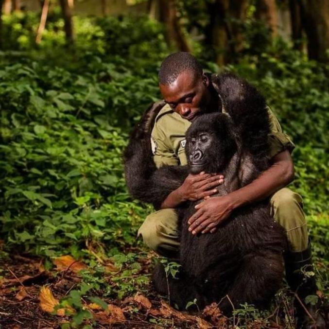 ... à ces hommes et femmes qui se sacrifient pour sauver les dernières coins de Nature de notre planète ...
... et je me suis aperçu que je me souvenais très bien de Dian Fossey, abattue pour son combat pour les gorilles... :/