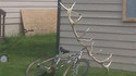 Vélo cerf