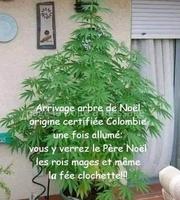 Sapin New Wave