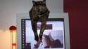 Le chat de la censure