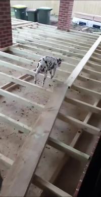 Il y a deux genres de chiens