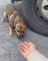 Chien probablement abandonné sur une route de Roumanie