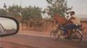 Transport de vache