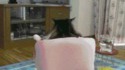 Un chat regarde la télé