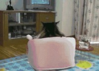 Un chat regarde la télé