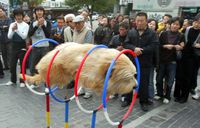 Pendant ce temps au LHC Chinois