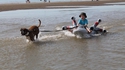 Pod dog racer
