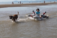 Pod dog racer