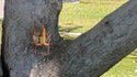 Déjeuner au jardin