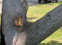 Déjeuner au jardin