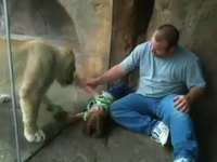 Danse avec les lions