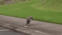 Un paon, un coq