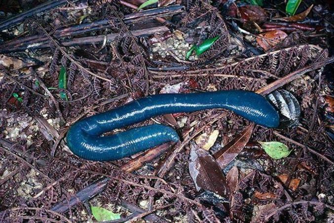 Qui est ce qui a été se pavanez en Australie peint en bleu ? Un peu de pudeur quand même. 2 m de long quand même le bestiau est bien membré.