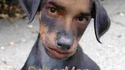 doberman