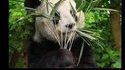 Il y a un panda sur cette photo