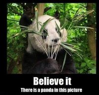 Il y a un panda sur cette photo