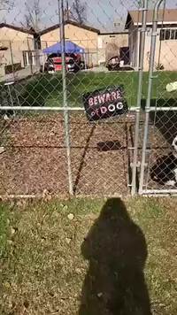 Attention au chien !