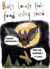 La chauve-souris détecte ses proies au son