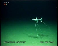 Poisson tripode